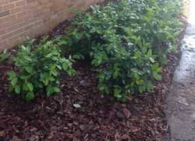 Landscaping Lakeland FL